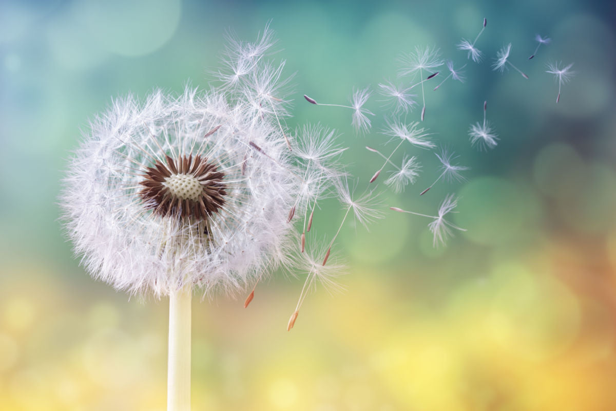 plant-based-diet-for-seasonal-allergies