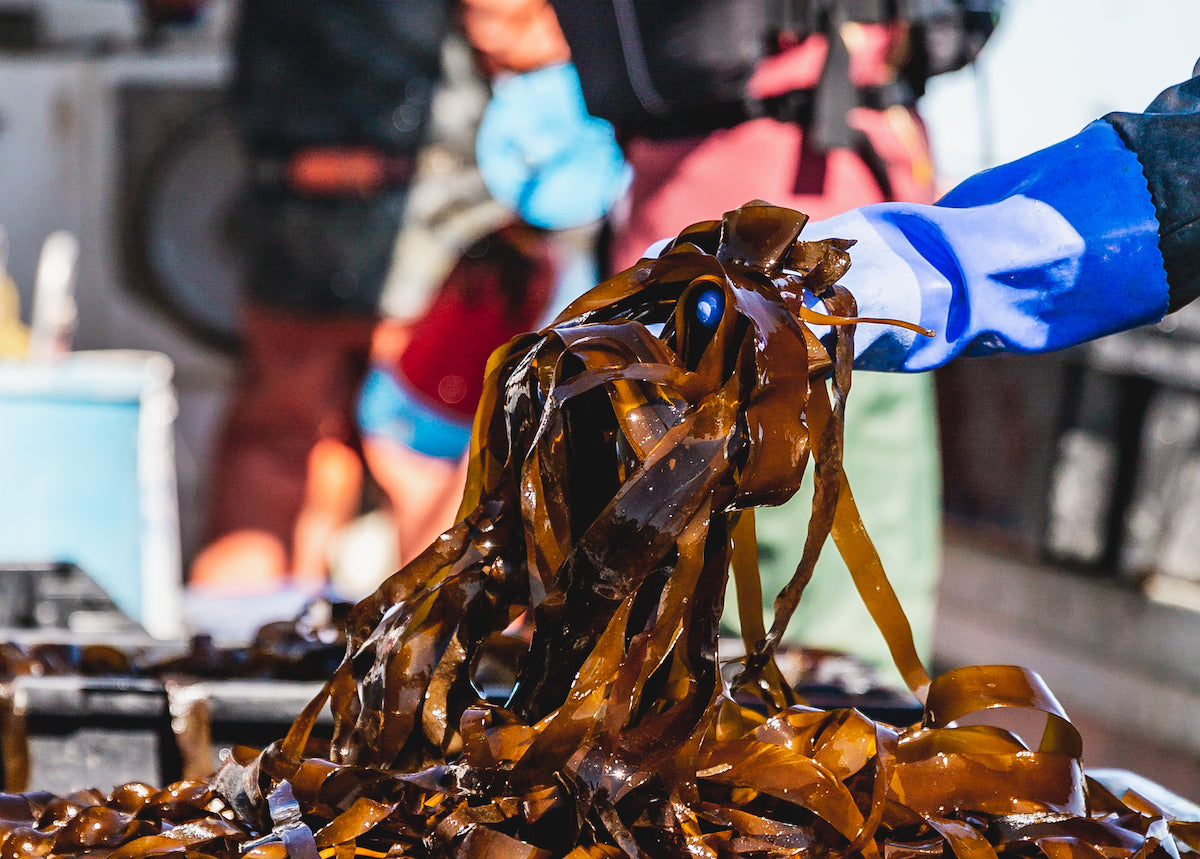 sustainably sourced kelp
