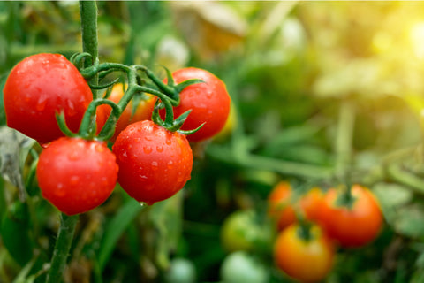 15 Vegan Tomatoes Recipes for All Those Tomatoes From Your Garden